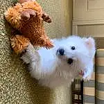 Dog, Carnivore, Dog breed, Companion dog, Fawn, Toy Dog, Working Animal, Terrier, Water Dog, Furry friends, Small Terrier, Pet Supply, Toy, Dog Supply, Shih-poo, Mal-shi, Canidae, Bichon, Non-sporting Group