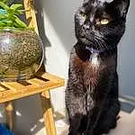 Cat, Plant, Houseplant, Carnivore, Felidae, Bombay, Table, Small To Medium-sized Cats, Whiskers, Flowerpot, Shelving, Tail, Snout, Window, Domestic Short-haired Cat, Black cats, Furry friends, Shelf, Paw
