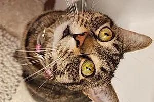 Name American Shorthair Cat Ruby