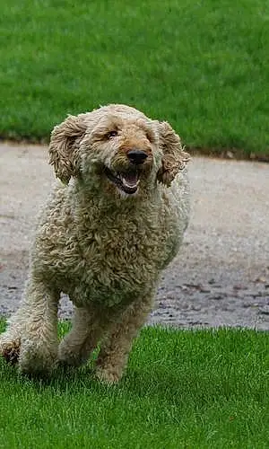 Name Goldendoodle Dog Hazel