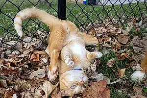 Name American Shorthair Cat Braxton