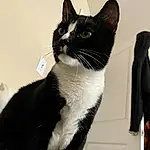 Cat, Felidae, Carnivore, Small To Medium-sized Cats, Whiskers, Snout, Window, Tail, Black cats, Domestic Short-haired Cat, Furry friends, Paw, Formal Wear, Black & White