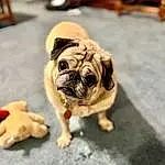Pug, Dog, Dog breed, Carnivore, Companion dog, Fawn, Wrinkle, Snout, Toy Dog, Road Surface, Canidae, Working Animal, Terrestrial Animal, Wood, Paw, Foot, Whiskers