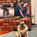 Dog, Photograph, Pug, Carnivore, Fawn, Companion dog, Art, Dog breed, Wrinkle, Toy Dog, Street, Visual Arts, Stock Photography, Brick, Sitting, Molosser, Canidae
