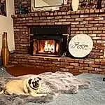 Dog, Wood, Lighting, Carnivore, Fawn, Brick, Picture Frame, Gas, Tints And Shades, Brickwork, Hearth, Door, Companion dog, Comfort, Road Surface, Heat, Dog breed, Living Room