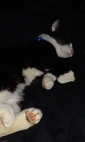Turkish Angora Cat Miracle