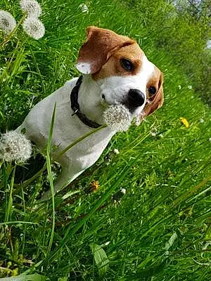 Name Beagle Dog Crystal