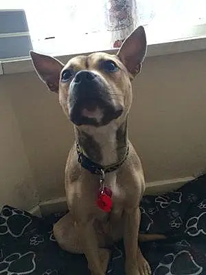 Name Staffordshire Bull Terrier Dog Gem