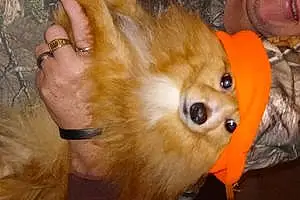 Pomeranian Dog Scrappy