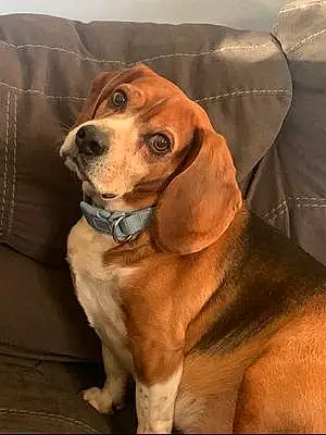 Name Beagle Dog Floppy