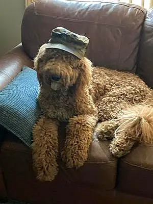 Name Labradoodle Dog Colby