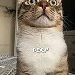 Cat, Felidae, Carnivore, Small To Medium-sized Cats, Whiskers, Iris, Fawn, Snout, Pet Supply, Furry friends, Domestic Short-haired Cat, Terrestrial Animal, Collar, Cat Supply, Photography, Photo Caption