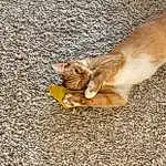 Cat, Carnivore, Road Surface, Fawn, Felidae, Whiskers, Asphalt, Dog breed, Small To Medium-sized Cats, Grass, Tail, Companion dog, Paw, Domestic Short-haired Cat, Terrestrial Animal, Furry friends, Sand, Wood, Rhesus Macaque, Devon Rex