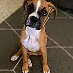 Dog, Boxer, Carnivore, Companion dog, Whiskers, Road Surface, Molosser, Working Animal, Dog breed, Bulldog, Toy Dog, Paw, Tile Flooring, Working Dog, Wrinkle, Tail, Ancient Dog Breeds, Hardwood, Non-sporting Group