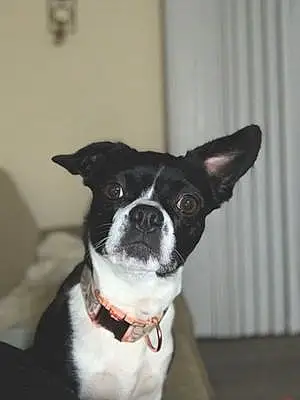 Boston terrier Dog Chanel