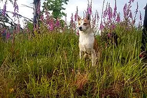 Name Mixed breed Dog Fox