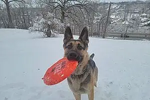 Name German Shepherd Dog Kratos