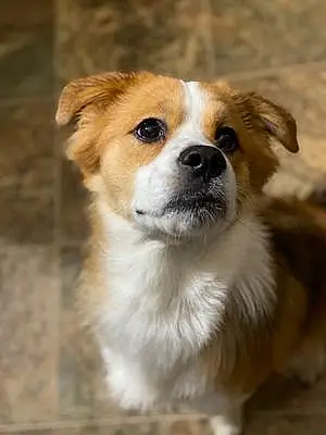 Name Mixed breed Dog Kovu