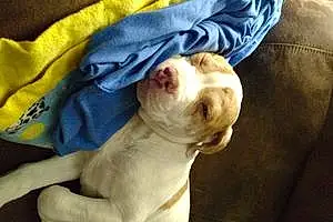 Name Pitt Bull Terrier Dog Copper