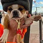 Dog, Dog breed, Carnivore, Sky, Fawn, Collar, Companion dog, Cloud, Working Animal, Snout, Wrinkle, Event, Canidae, Bulldog, Dog Collar, Leash, Rope, Vacation, Thumb