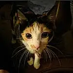 Head, Cat, Eyes, Felidae, Carnivore, Small To Medium-sized Cats, Whiskers, Iris, Fawn, Ear, Snout, Curious, Furry friends, Domestic Short-haired Cat, Tail, Paw, Foot, Window, Art, Claw