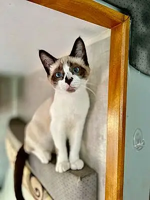Name Snowshoe Cat Bonnie