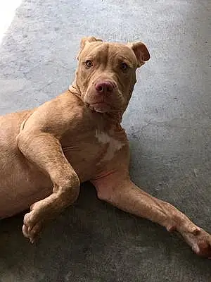 Name Pitt Bull Terrier Dog Dex