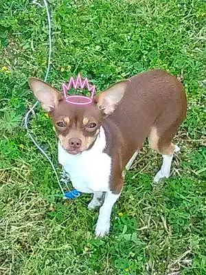 Name Chihuahua Dog Halo