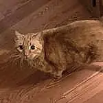 Cat, Wood, Felidae, Carnivore, Small To Medium-sized Cats, Whiskers, Fawn, Beige, Hardwood, Snout, Window, Tail, Wood Flooring, Domestic Short-haired Cat, Laminate Flooring, Furry friends, Wood Stain, Plywood, Paw