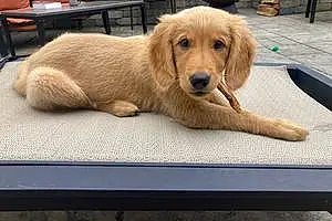 Name Golden Retriever Dog Ada