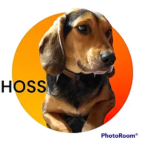 Name Beagle Dog Hoss