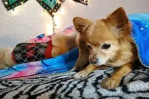 Name Chihuahua Dog Leyla