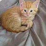 Cat, Eyes, Carnivore, Felidae, Whiskers, Fawn, Comfort, Small To Medium-sized Cats, Snout, Tail, Domestic Short-haired Cat, Paw, Furry friends, Claw