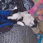 Cat, Comfort, Carnivore, Felidae, Dog breed, Fawn, Small To Medium-sized Cats, Companion dog, Whiskers, Tail, Furry friends, Canidae, Linens, Paw, Domestic Short-haired Cat, Electric Blue, Nap, Blanket