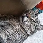 Cat, Felidae, Carnivore, Grey, Small To Medium-sized Cats, Whiskers, Comfort, Snout, Tail, Terrestrial Animal, Domestic Short-haired Cat, Furry friends, Paw, Human Leg, Claw, Nap, Sleep
