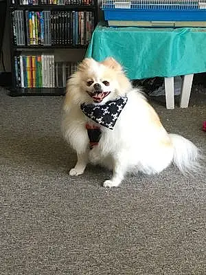 Name Pomeranian Dog Haru