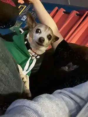 Chihuahua Dog Taz