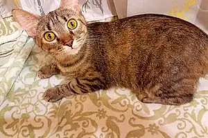 Name American Shorthair Cat Gizzy