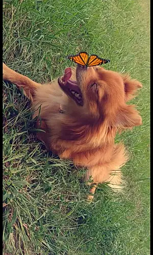 Name Chihuahua Dog Butterscotch