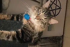 Name Oriental Longhair Cat Calypso