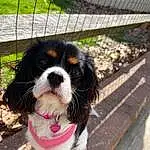Dog, Dog breed, Carnivore, Plant, Whiskers, Companion dog, Fence, Fawn, Snout, Collar, Mesh, Tree, Grass, Cavalier King Charles Spaniel, Canidae, Tail, Furry friends, Spaniel, Animal Shelter
