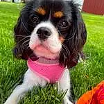 Dog, Plant, Sunglasses, Dog breed, Carnivore, Grass, Companion dog, Fawn, Cavalier King Charles Spaniel, Whiskers, Happy, Canidae, Tail, Furry friends, Toy Dog, Bernese Mountain Dog, Dog Supply, Tree, Spaniel