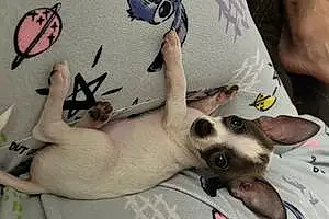 Name Chihuahua Dog Loki