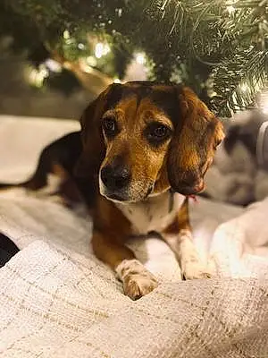 Name Beagle Dog Lucy