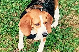 Name Beagle Dog Gracie