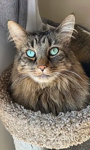 Name Maine Coon Cat Kevin