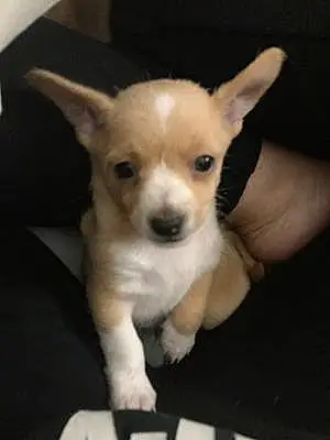 Name Chihuahua Dog Bubs