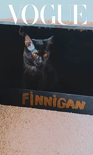 Name American Shorthair Cat Finnigan