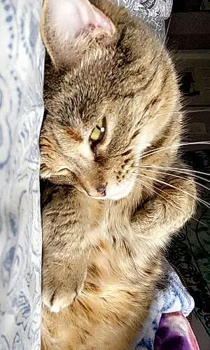 Name Norwegian Forest Cat Cat Cinnamon