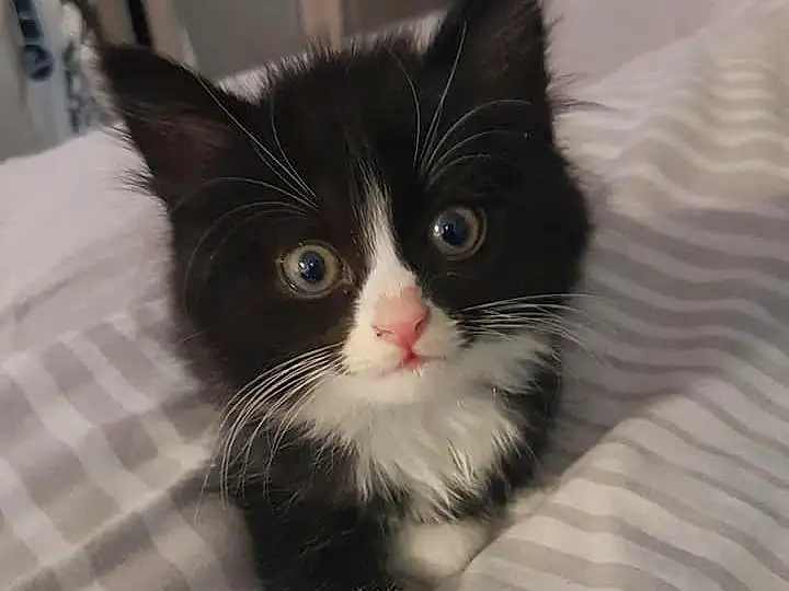 Cat, Small To Medium-sized Cats, Whiskers, Felidae, Carnivore, Kitten, Norwegian Forest Cat, Domestic Long-haired Cat, Eyes, Furry friends, Domestic Short-haired Cat, Snout, Black-and-white, Ragamuffin, Polydactyl Cat